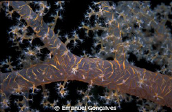 Dendronephthya sp. (Soft Coral), Egyptian Red Sea, Nikon ... by Emanuel Gonçalves 
